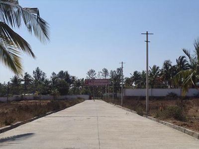 Confident Regulus - Project Photo