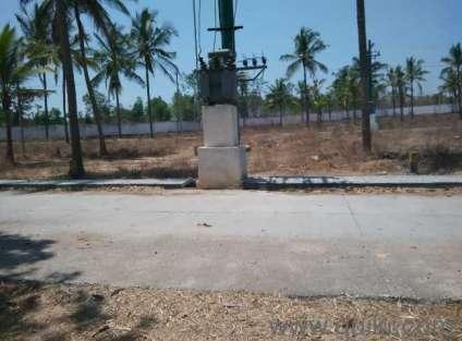 Confident Regulus - Banner Image