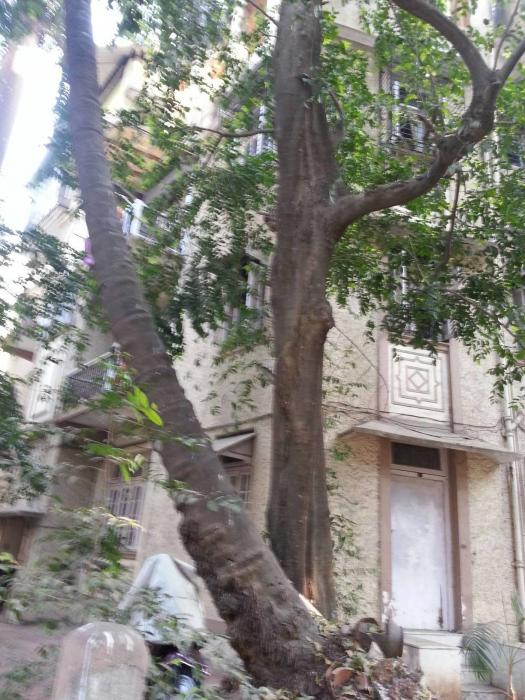 Soban Bhuvan - Banner Image
