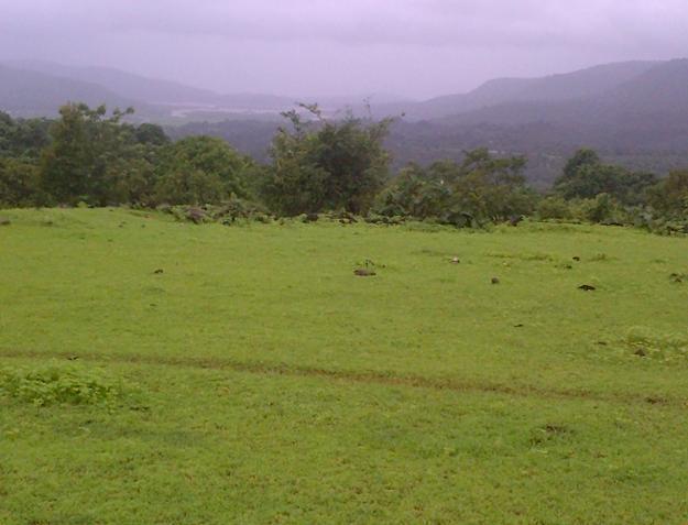 Green Fields - Banner Image