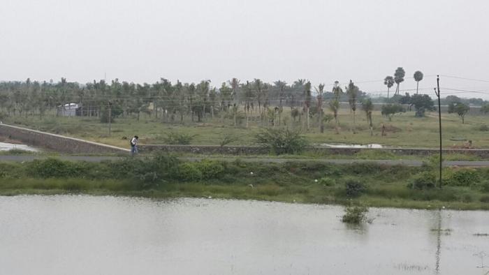 Olive Tides - Project Photo