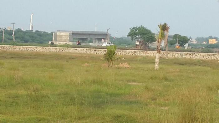 Olive Tides - Project Photo