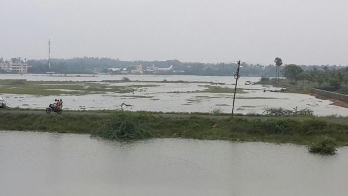 Olive Tides - Project Photo