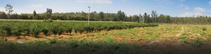 M and M Krishna Greens Westmist - Banner Image