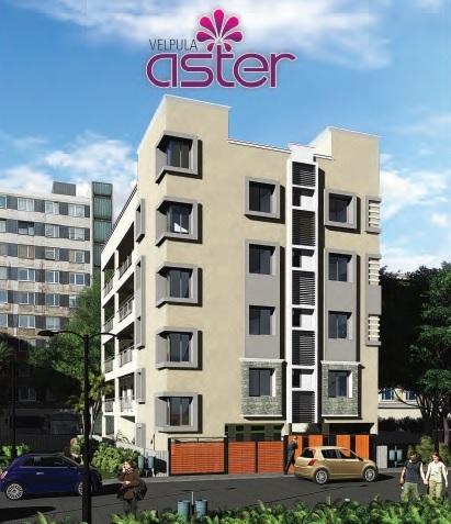 Velpula Aster - Banner Image