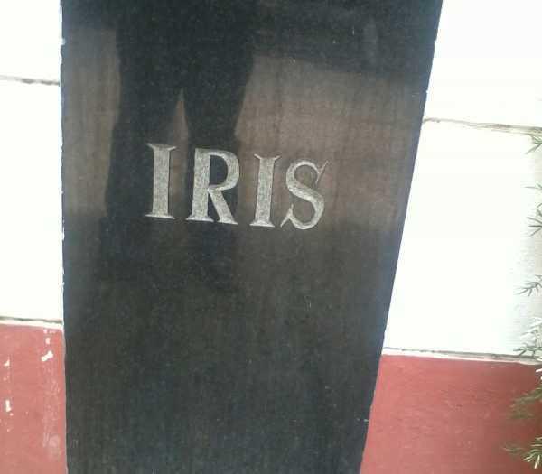 Nandi Iris - Project Photo