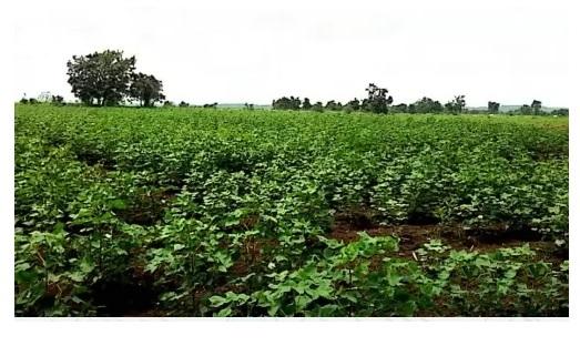 Warangal Venture 2 - Banner Image