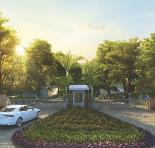 46 Banyan Tree - Project Photo