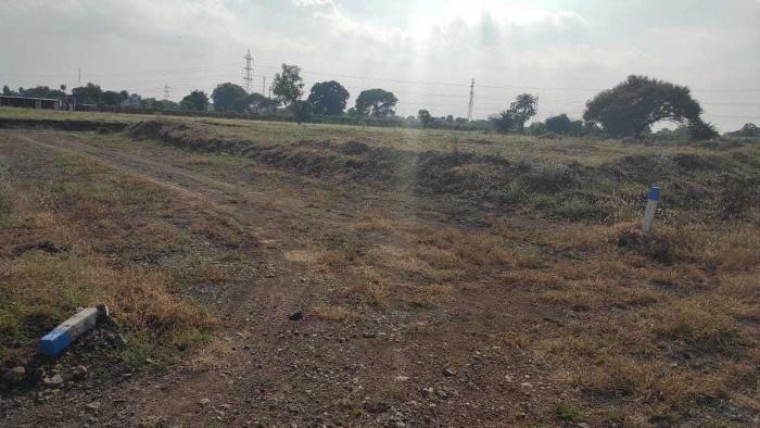 Rodwal Achira Palm - Project Photo