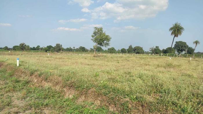 Rodwal Achira Palm - Project Photo