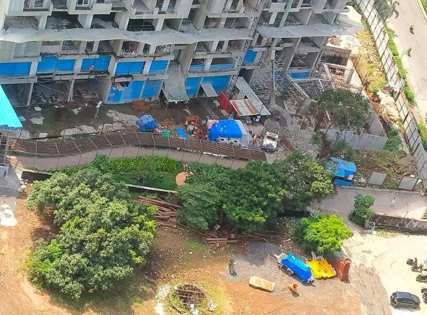 Mahavir Spring Daffodils - Under Construction