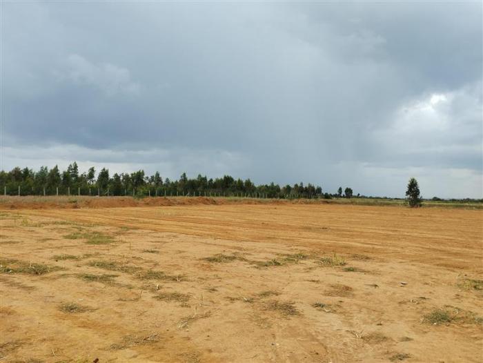 Brigade Cherry Blossom - Banner Image