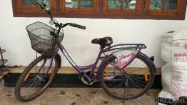 ladybird cycle (Diana)(2023)