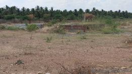 1250 Sq. ft Plot for Sale in Palladam Road, Tirupur