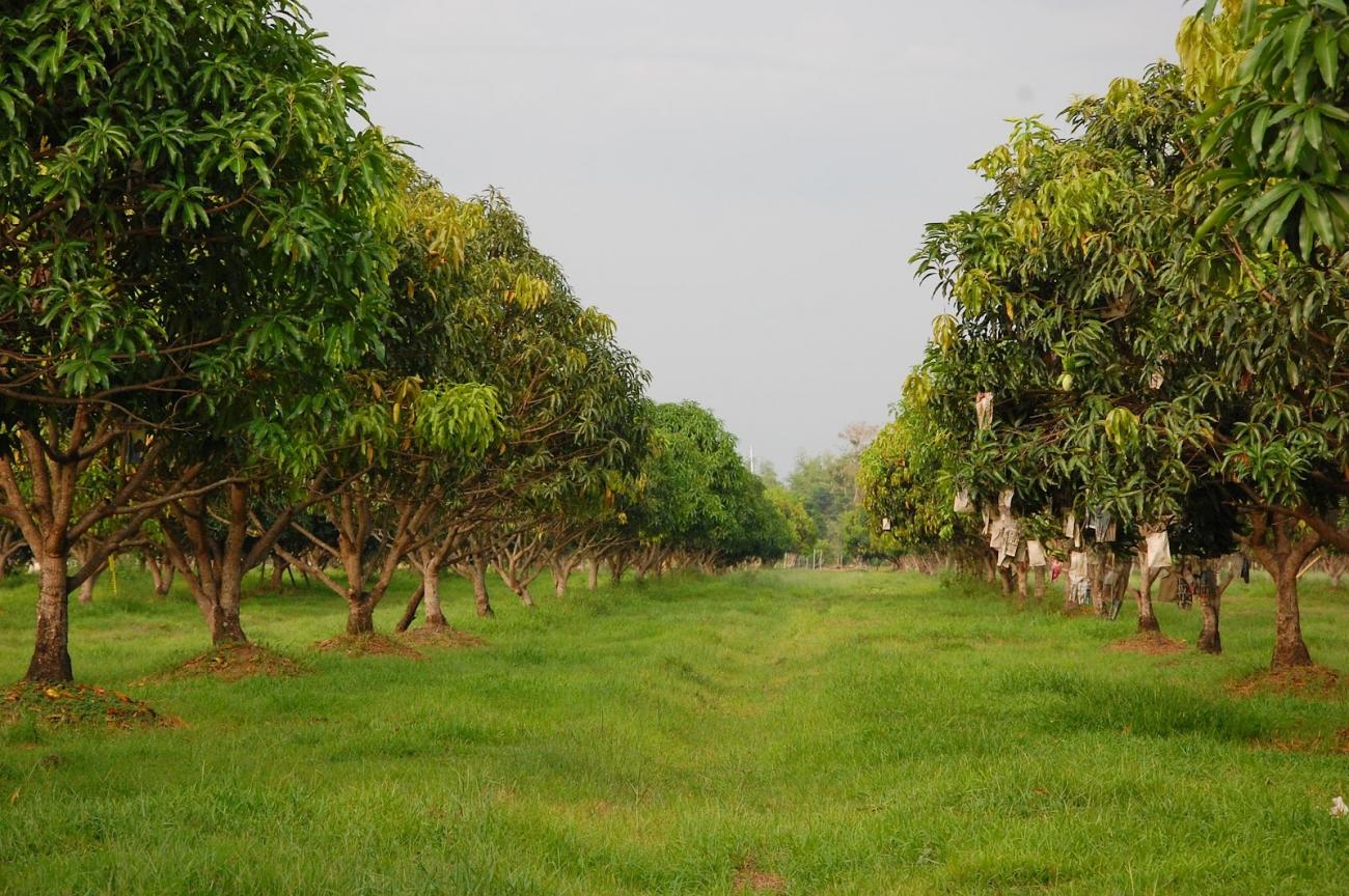 Pudami Organic Farm Land in Vijayawada - Amenities, Layout ...