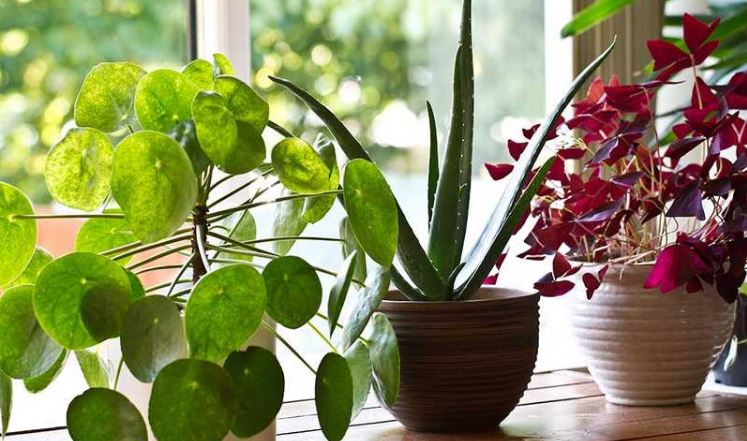 Vastu for interior plants